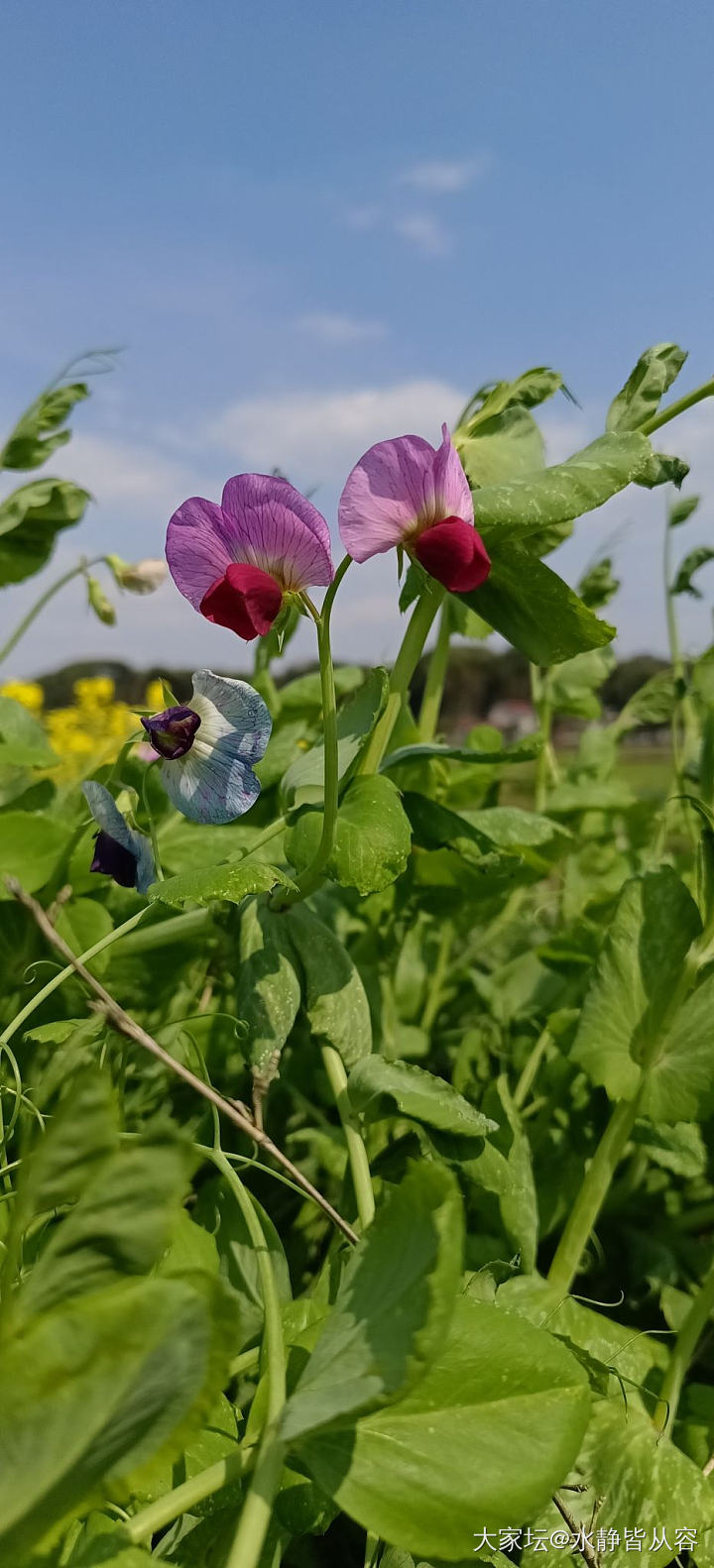 踏青，邀坛友们云赏花_花