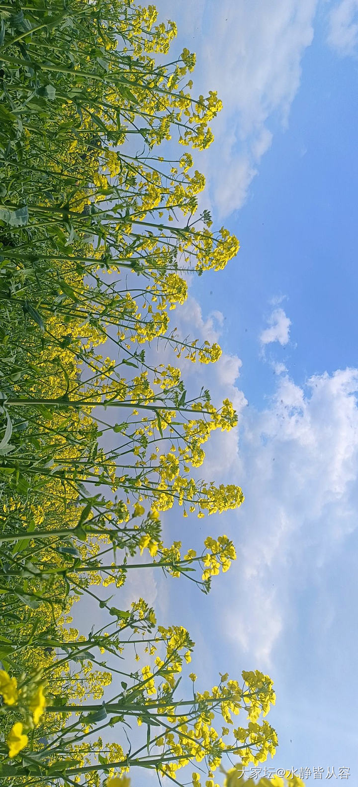 踏青，邀坛友们云赏花_花