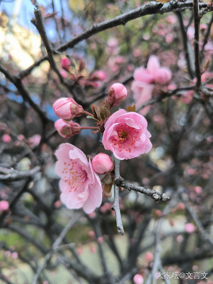 春天_花