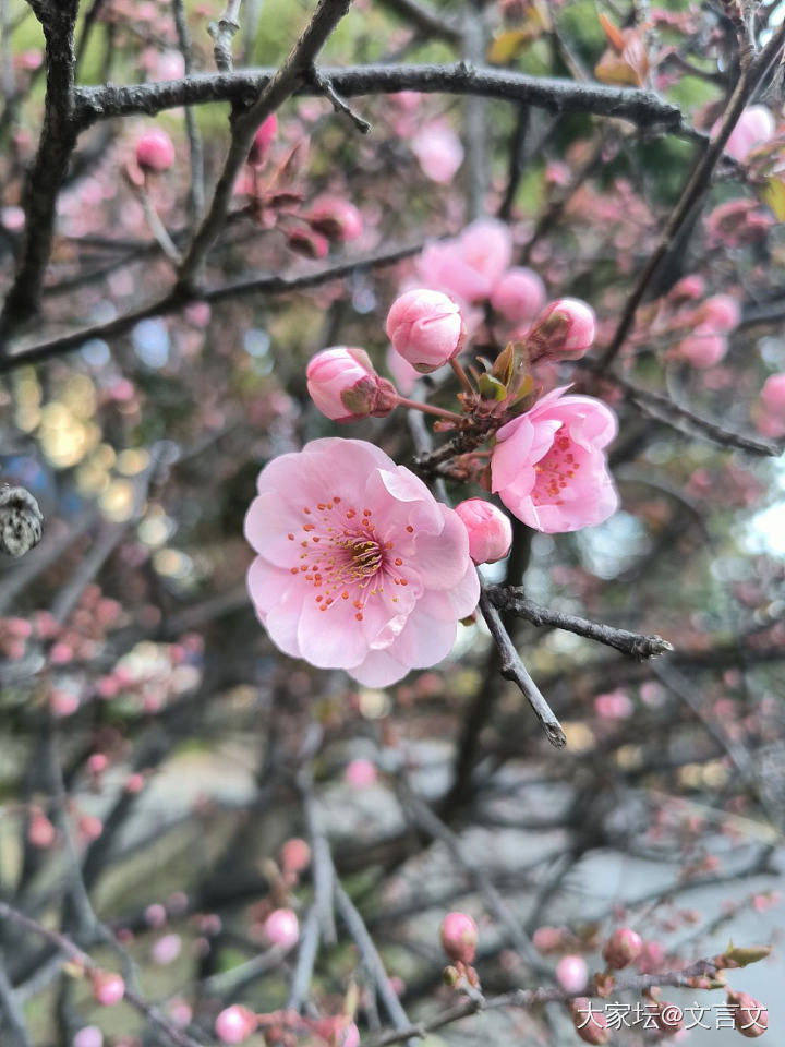 春天_花