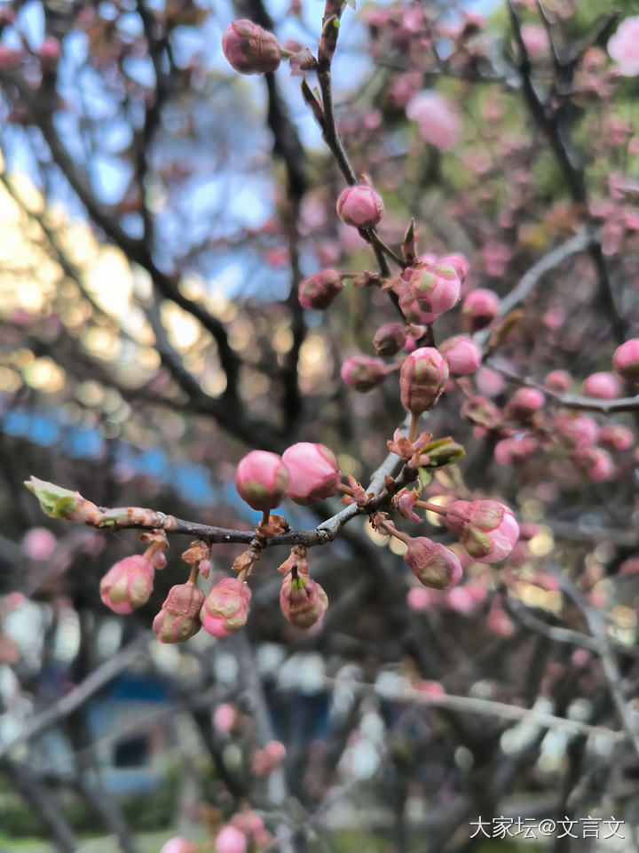 春天_花