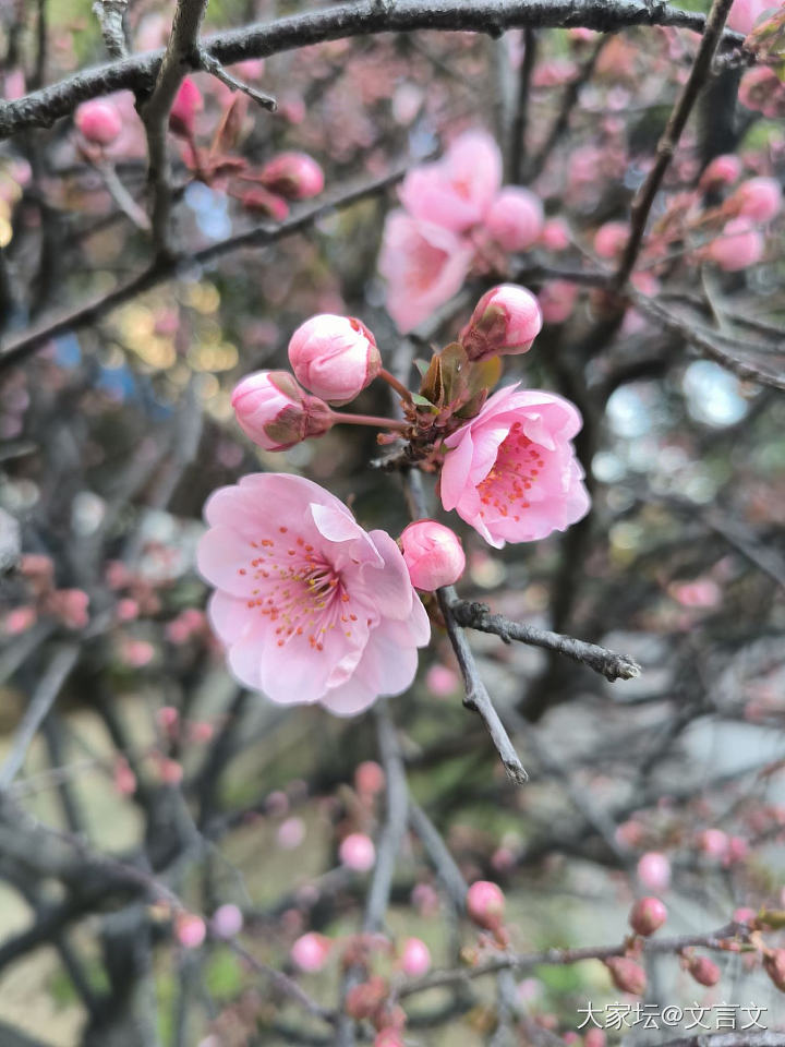 春天_花