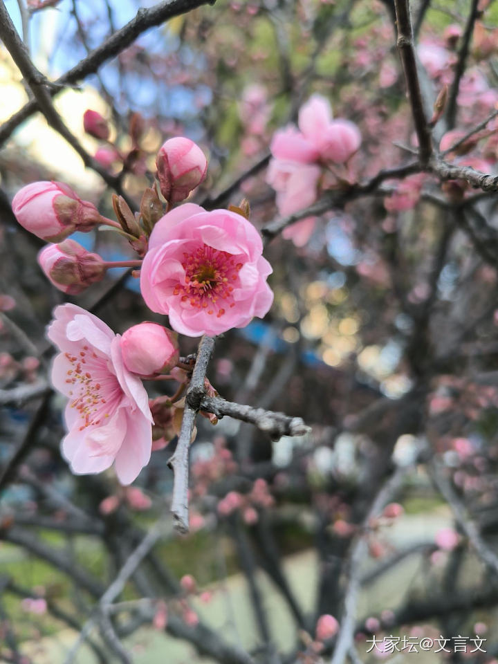春天_花