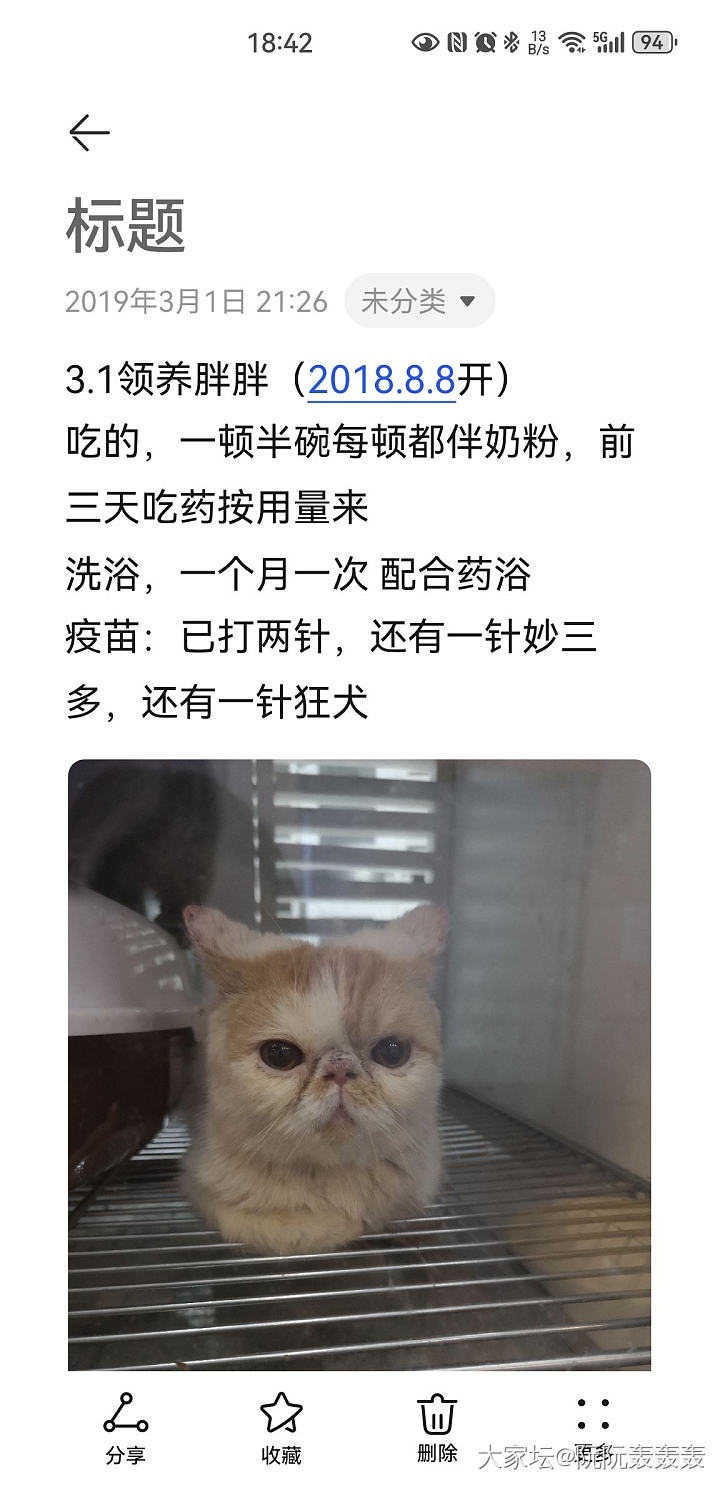 手机摄影：为1000只流浪动物拍一张照片_猫