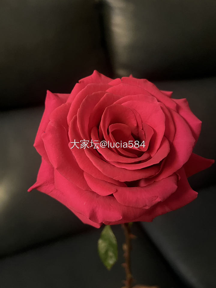 春暖花开，亮晶晶的闪眼睛_金