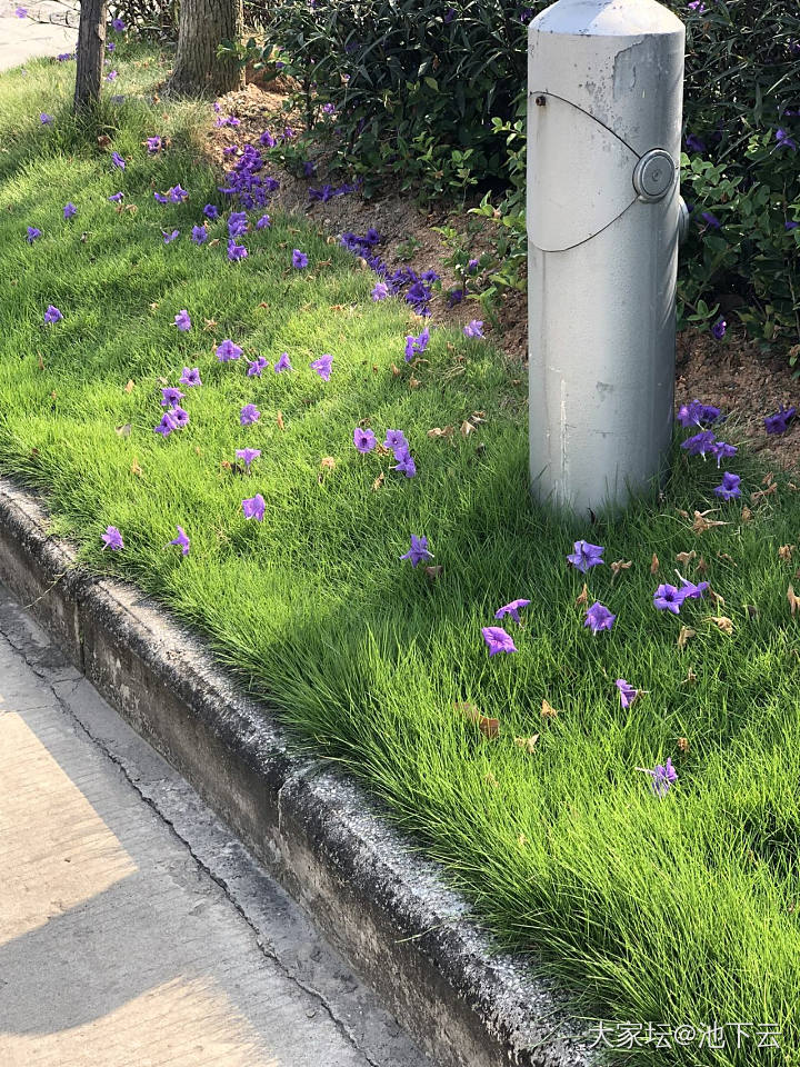 采花大盗的日常_花