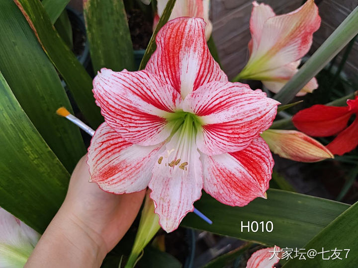 自育朱顶红，单瓣篇！_花