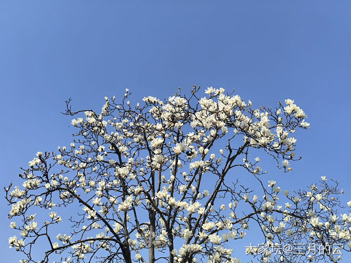 玉兰都开啦_花植物