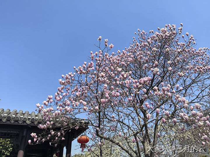 玉兰都开啦_花植物