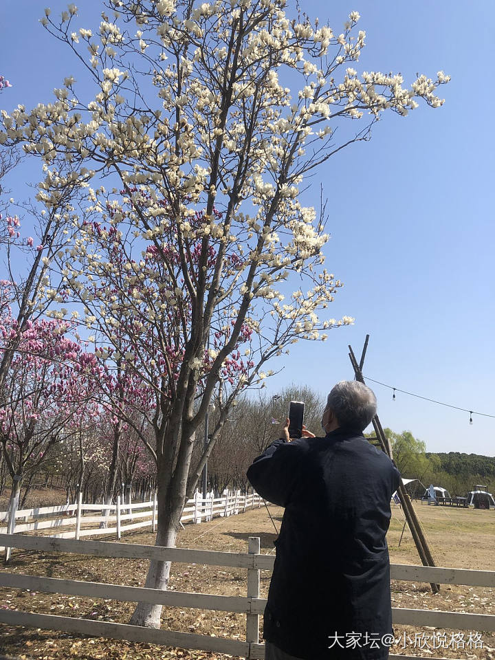 玉兰都开啦_花植物