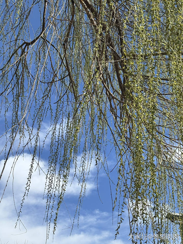 玉兰都开啦_花植物