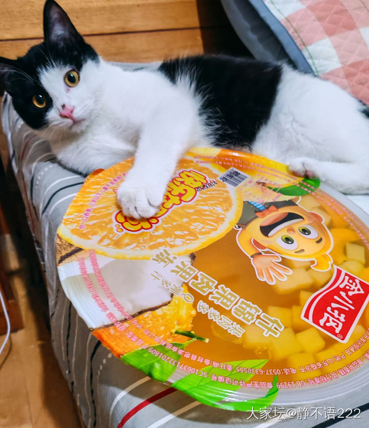 明抢_猫