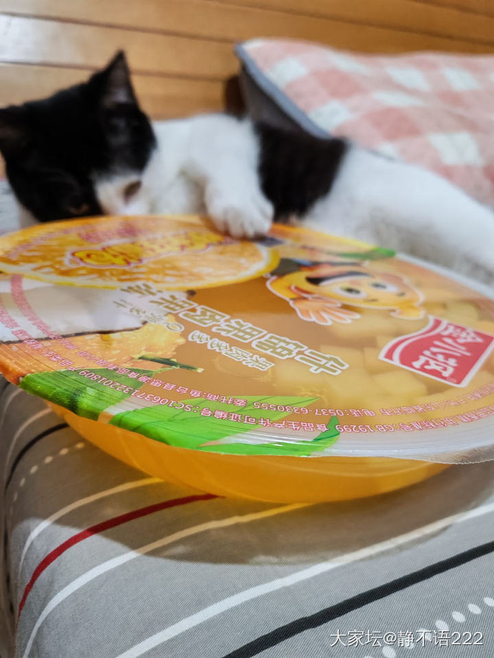 明抢_猫