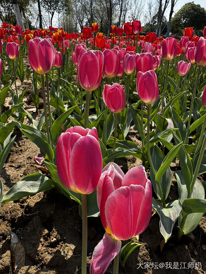 郁金香🌷_手镯银