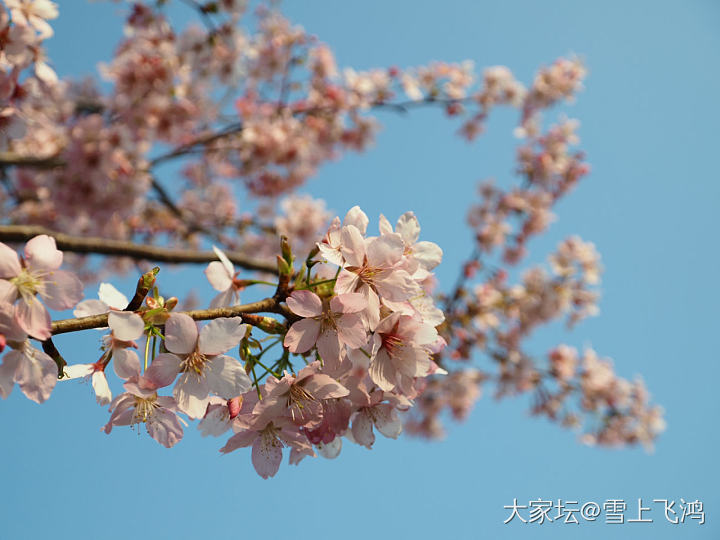 乱花渐欲迷人眼_花