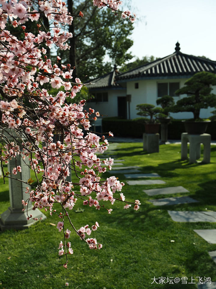 乱花渐欲迷人眼_花