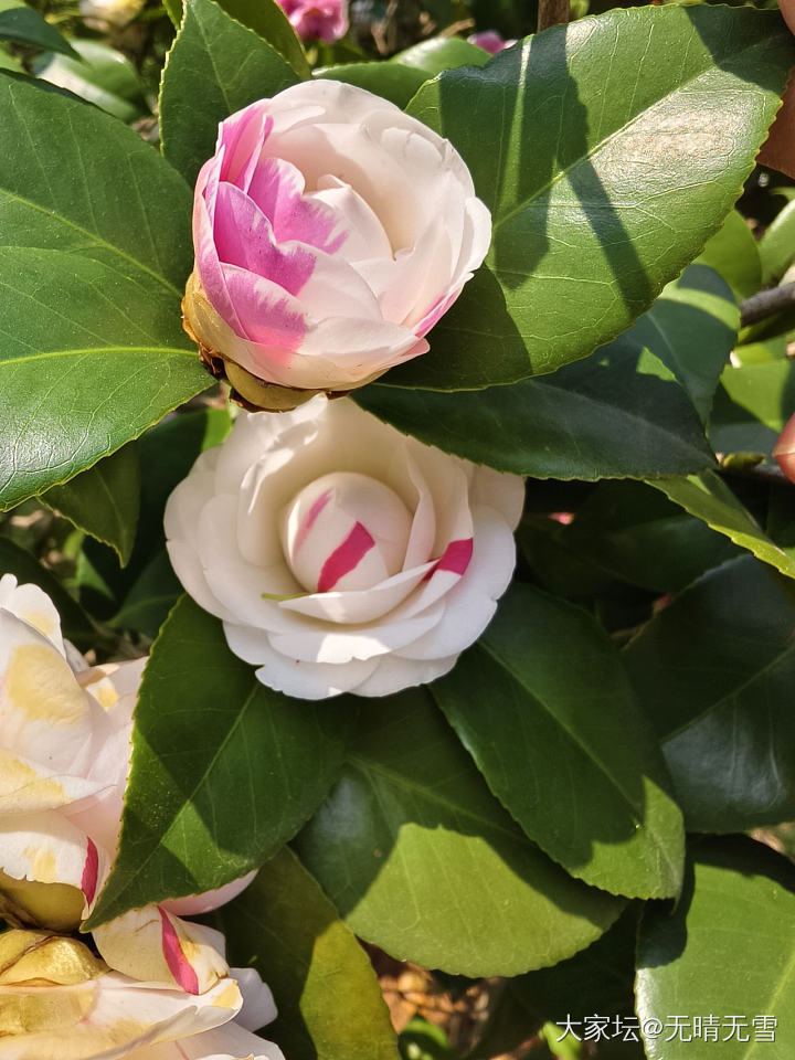 在公园看到漂亮的茶花_植物