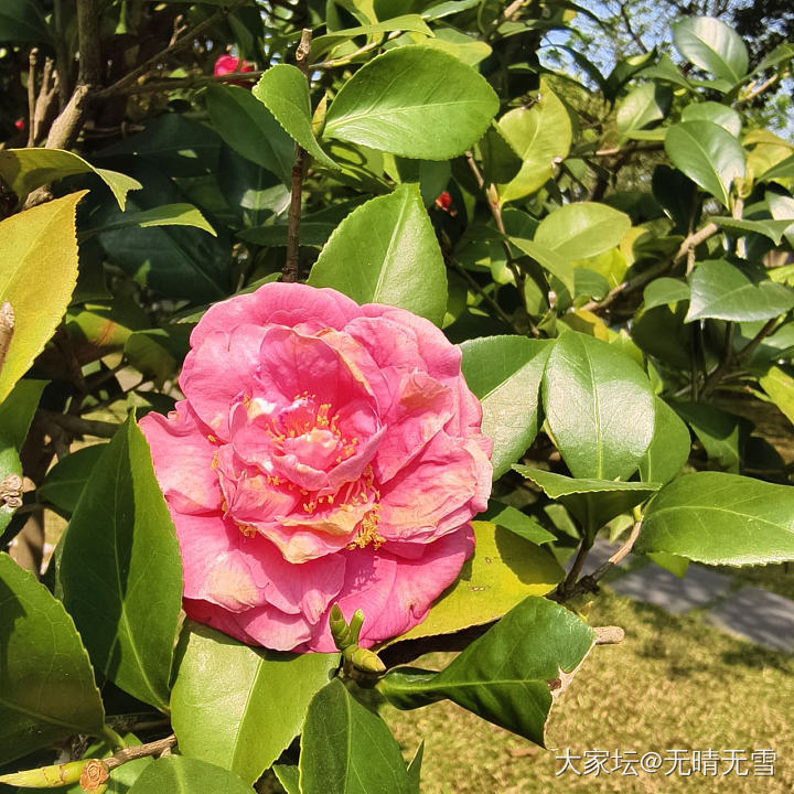 在公园看到漂亮的茶花_植物