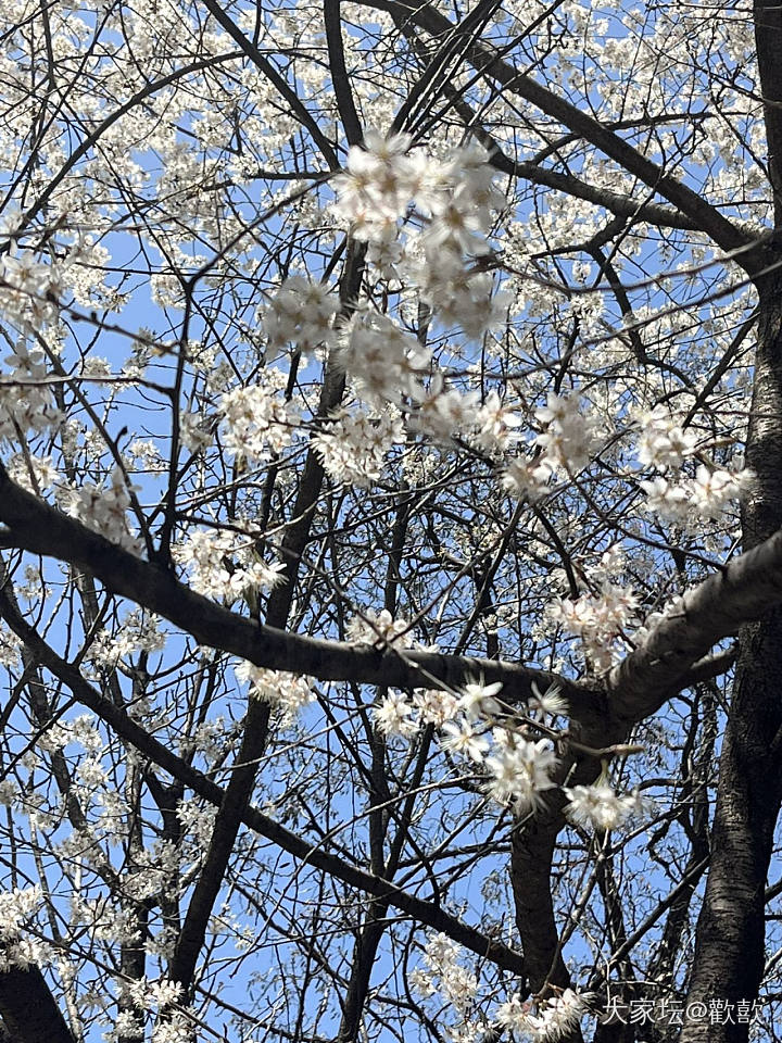 乱花渐欲迷人眼_花