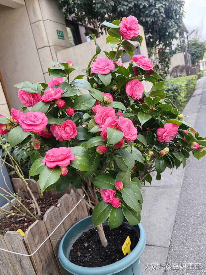 在公园看到漂亮的茶花_植物
