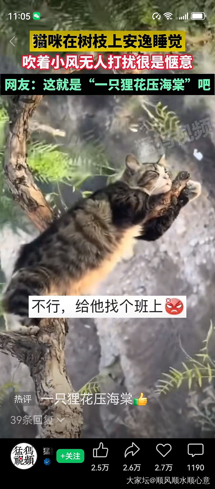 😄有多少人羡慕的_猫