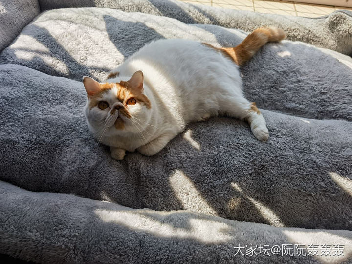 😄有多少人羡慕的_猫