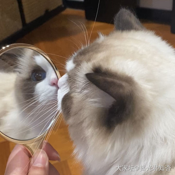 这么大的镜子人用有点小，但小猫用刚刚好_猫
