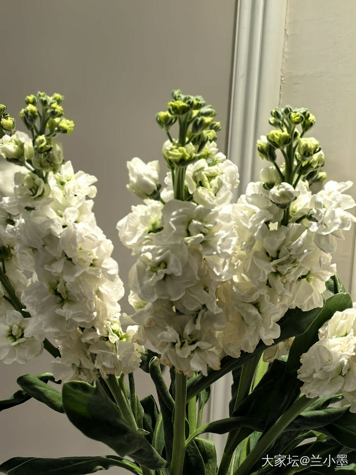 紫罗兰太香了
便宜好看 幽香阵阵
pxx上20几元两把_花
