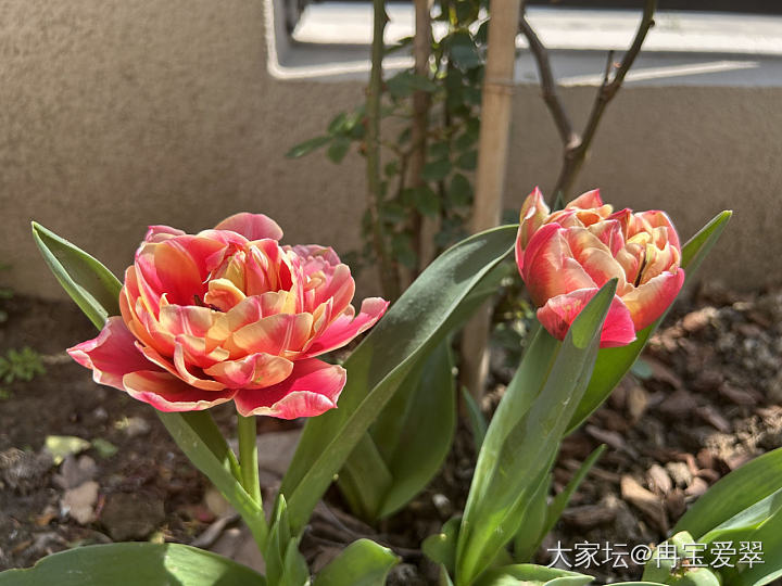 开啦_花