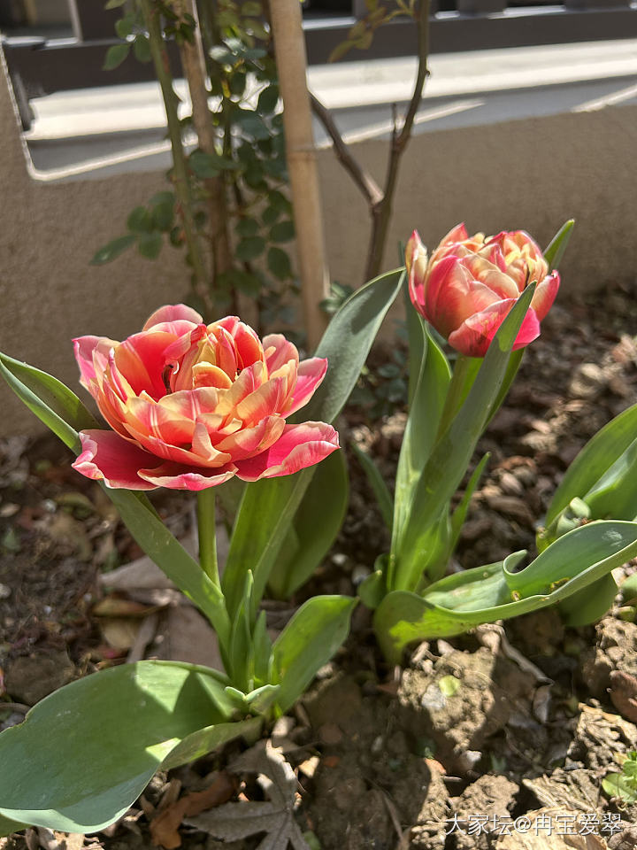 开啦_花