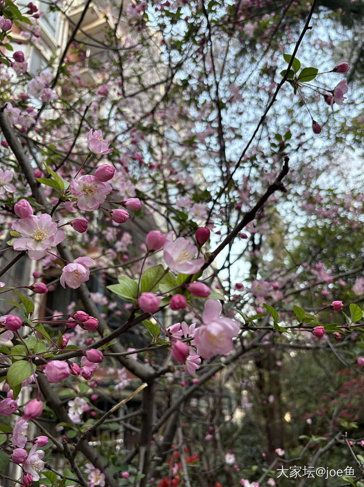 春天真好  在家赏花_花