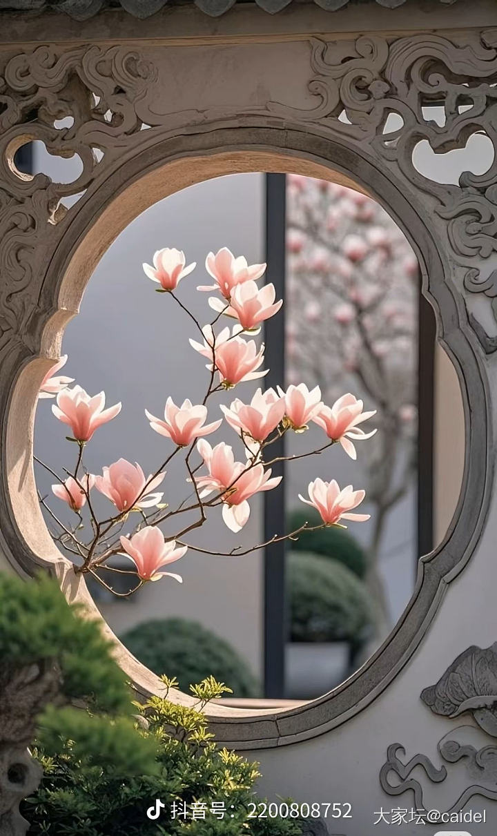 开爆的白玉兰_花