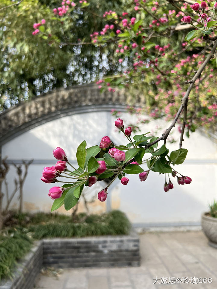 江北也无所有_植物