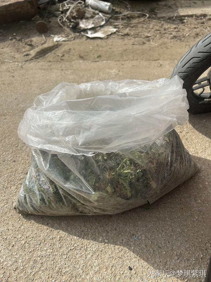 昨天三个人一个小时的劳动成果～10斤荠菜～_闲聊