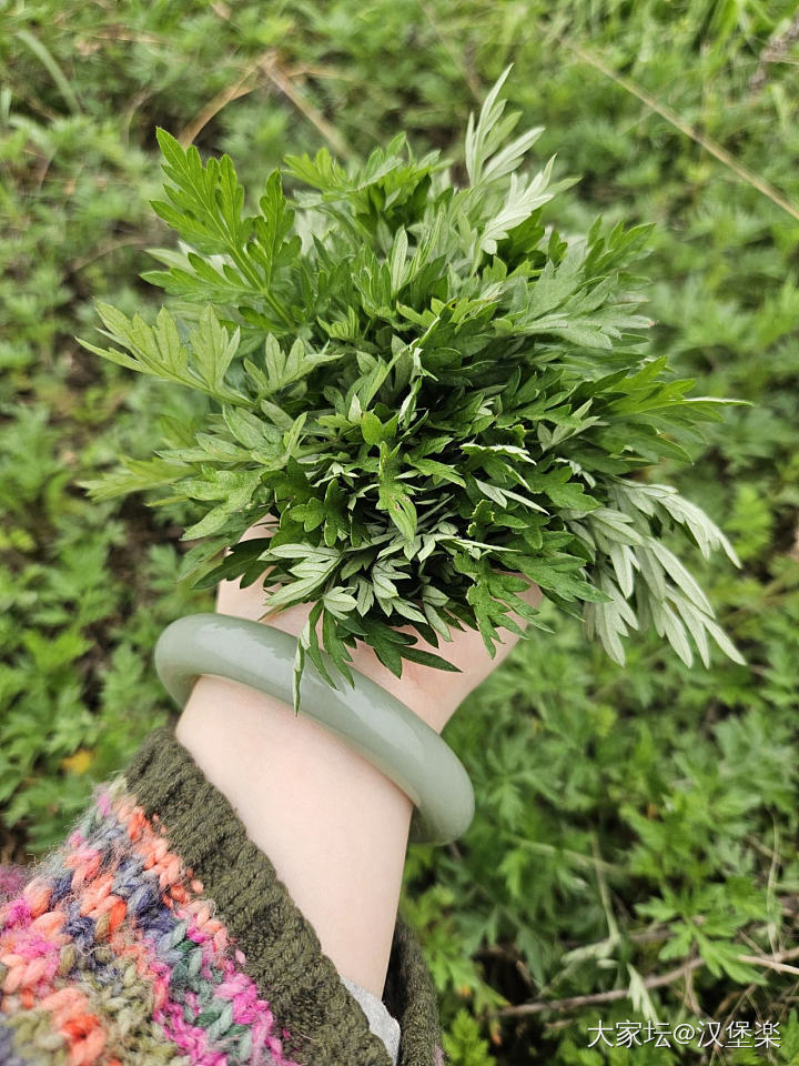 路过油菜花田，顺便摘艾草_植物生活和田玉