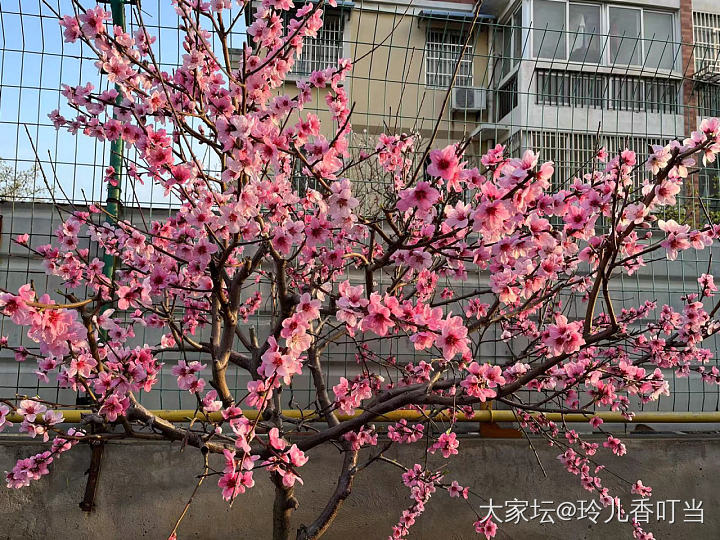 梅花开罢樱花开，桃花海棠不示弱_花
