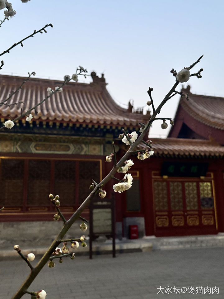 赏花听乐_旅游