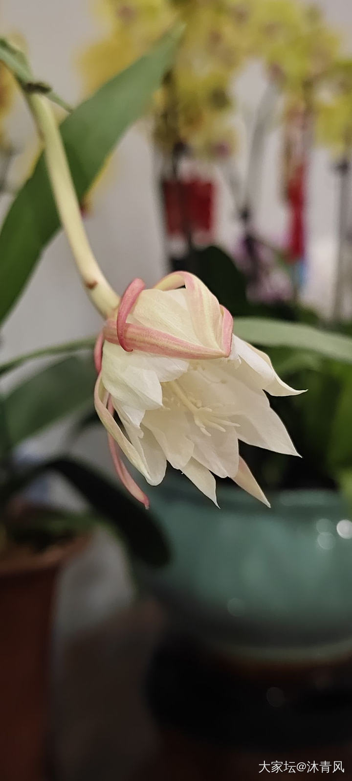 昙花一现_花