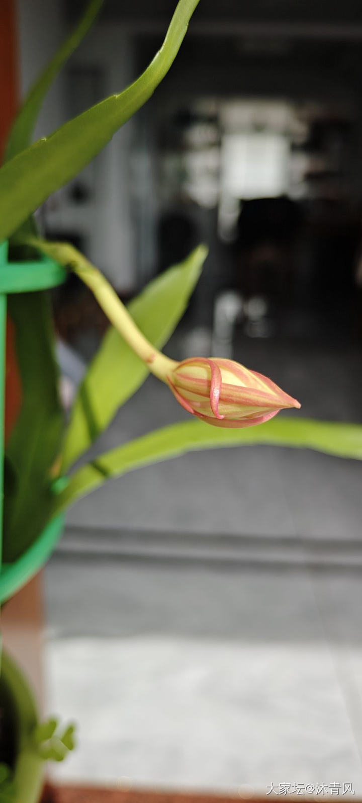 昙花一现_花