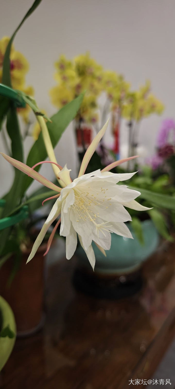 昙花一现_花