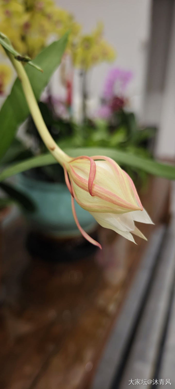 昙花一现_花