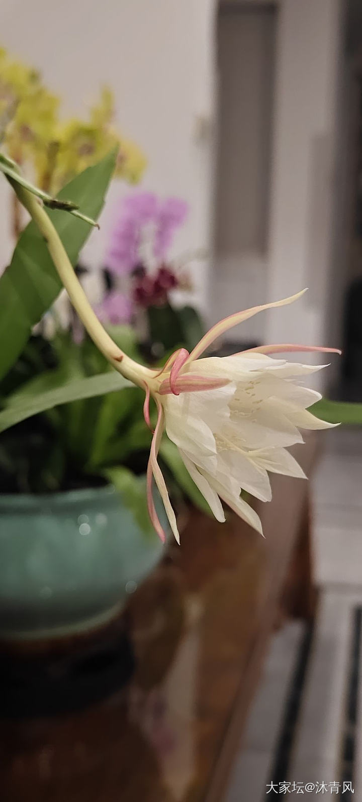 昙花一现_花