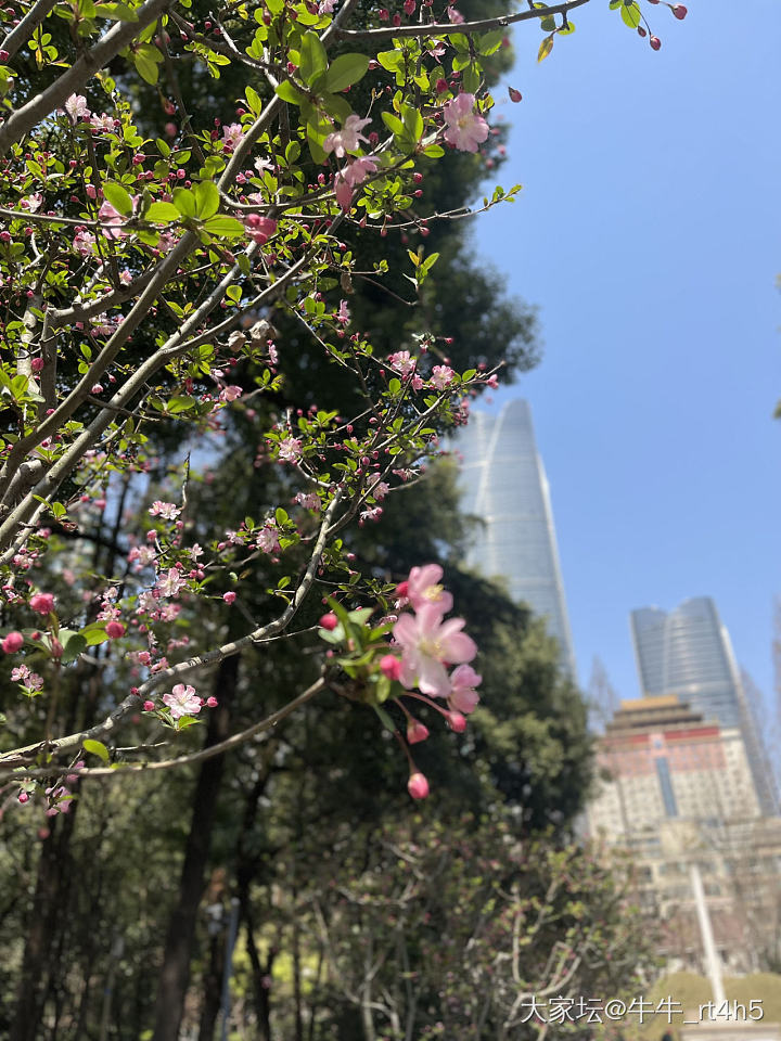手机摄影：玉兰花开_花