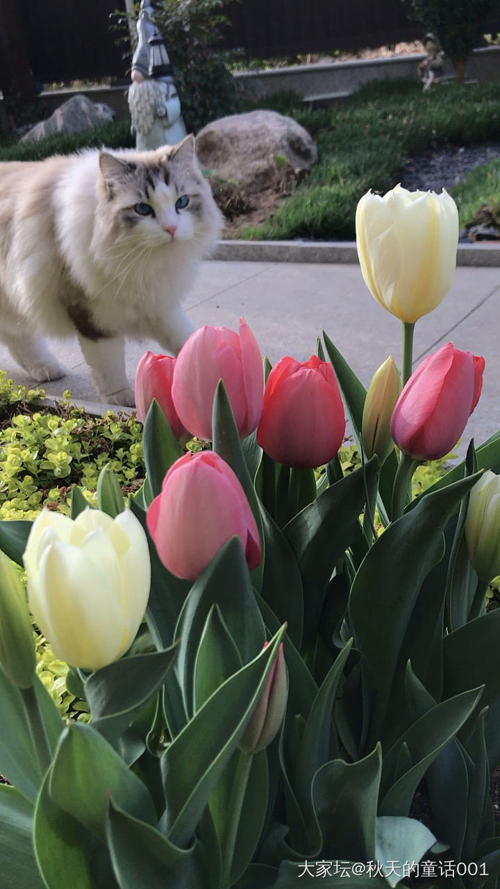 花儿与猫咪_花