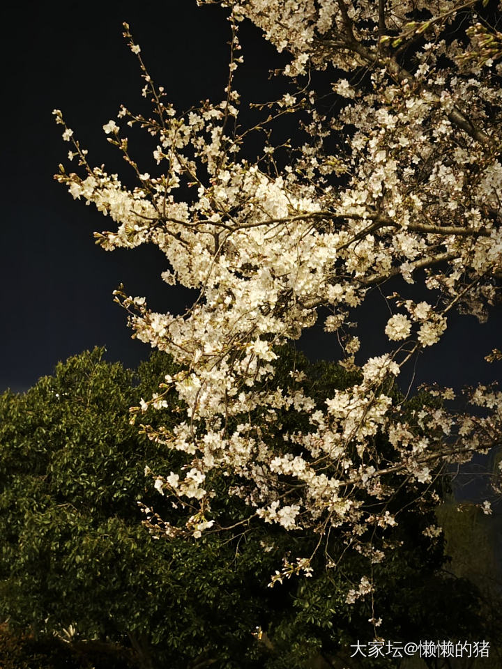 春天来了，到常州来打卡……_花
