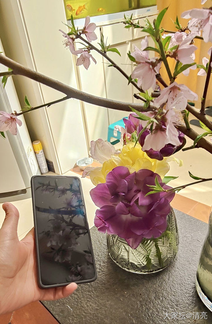 鲜切花儿自由啦_花植物