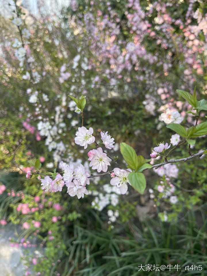 偷得一日闲_闲聊花