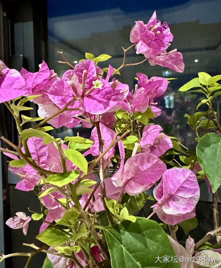 闲鱼上买的漳红英三角梅
和当初选的一样
除了掉了一些叶子、塑料花盆破损一点之外
..._花