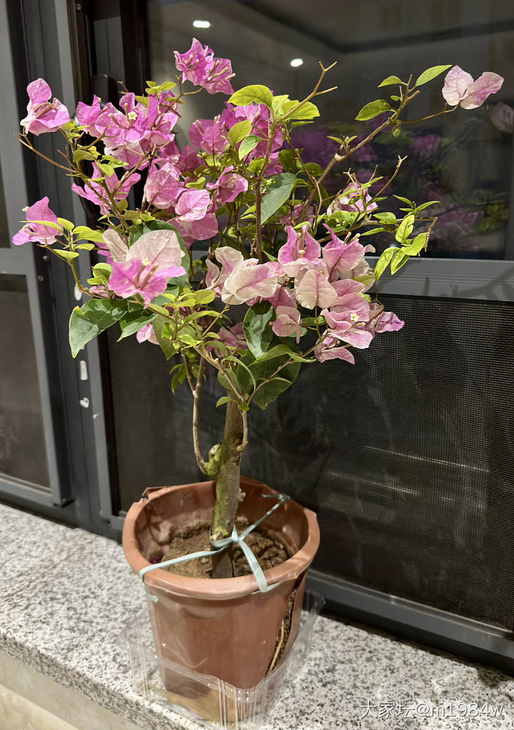 闲鱼上买的漳红英三角梅
和当初选的一样
除了掉了一些叶子、塑料花盆破损一点之外
..._花