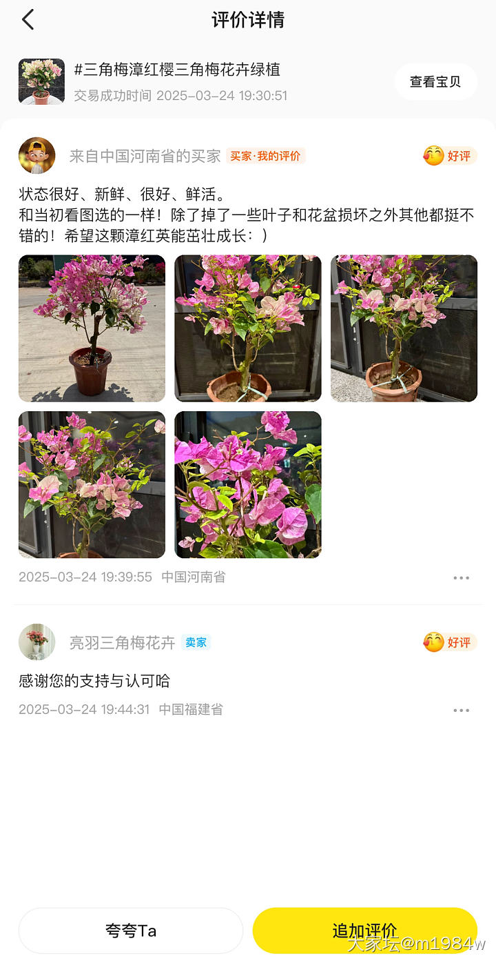 闲鱼上买的漳红英三角梅
和当初选的一样
除了掉了一些叶子、塑料花盆破损一点之外
..._花